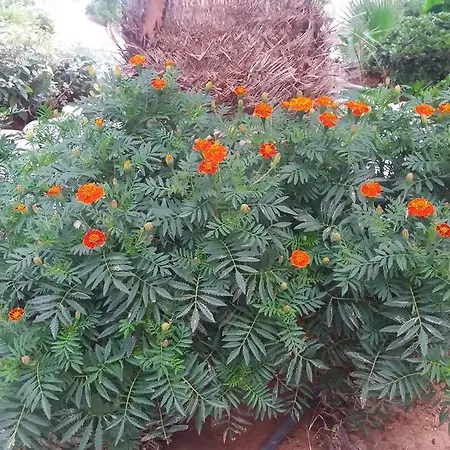 Ilian & 4* Ρέθυμνο