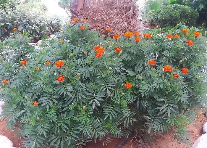 Ilian & 4* Rethimnon